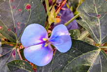 Load image into Gallery viewer, Cow Pea, Iron Clay