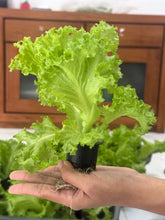 Load image into Gallery viewer, Lettuce, Loose Leaf