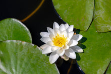 Load image into Gallery viewer, Water Lily, White