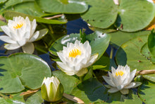 Load image into Gallery viewer, Water Lily, White