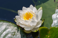 Load image into Gallery viewer, Water Lily, White