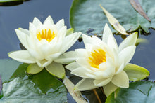Load image into Gallery viewer, Water Lily, White