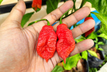 Load image into Gallery viewer, Pepper, Ghost