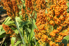 Load image into Gallery viewer, Sorghum. Rox Orange