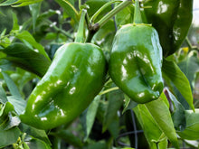 Load image into Gallery viewer, Pepper, Ancho / Poblano