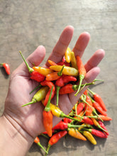 Load image into Gallery viewer, Pepper, Bird's Eye Chili