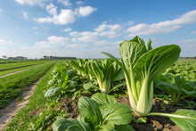 Load image into Gallery viewer, Pak Choi, Canton
