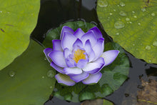 Load image into Gallery viewer, Lotus, Mixed Colors - Organic