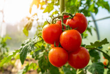 Load image into Gallery viewer, Tomato, Ace 55