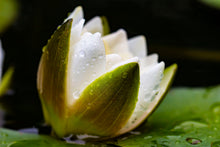 Load image into Gallery viewer, Water Lily, White