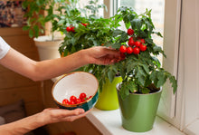 Load image into Gallery viewer, Tomato, Cherry Tiny Tim