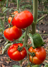 Load image into Gallery viewer, Tomato, Ace 55