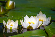 Load image into Gallery viewer, Water Lily, White