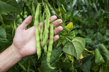 Load image into Gallery viewer, Cow Pea, Iron Clay