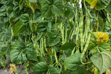 Load image into Gallery viewer, Cow Pea, Iron Clay