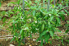 Load image into Gallery viewer, Pepper, Korean Dark Green