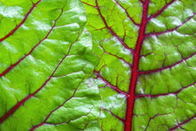 Load image into Gallery viewer, Swiss Chard, Ruby Red