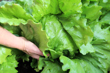 Load image into Gallery viewer, Lettuce, Iceberg