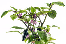 Load image into Gallery viewer, Pepper, Purple Jalapeno - Organic
