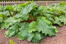 Load image into Gallery viewer, Rhubarb, Victoria