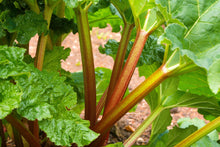 Load image into Gallery viewer, Rhubarb, Glaskins Perpetual