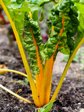 Load image into Gallery viewer, Swiss Chard,  Canary