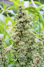 Load image into Gallery viewer, Quinoa, Mint Vanilla - Organic