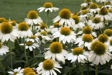 Load image into Gallery viewer, Echinacea