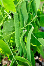Load image into Gallery viewer, Bean, Romano Bush