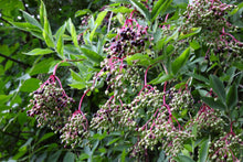 Load image into Gallery viewer, Elderberry, American