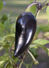 Load image into Gallery viewer, Pepper, Purple Jalapeno - Organic