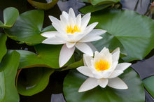 Load image into Gallery viewer, Water Lily, White