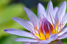 Load image into Gallery viewer, Lotus, Mixed Colors - Organic