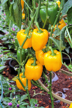 Load image into Gallery viewer, Pepper, Golden California Wonder