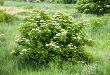 Load image into Gallery viewer, Elderberry, American