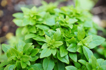 Load image into Gallery viewer, Basil, Spicy Globe