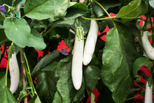 Load image into Gallery viewer, Eggplant, White Star Finger Fruit