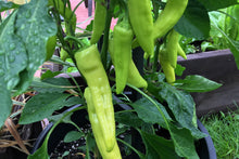 Load image into Gallery viewer, Pepper, Banana Sweet