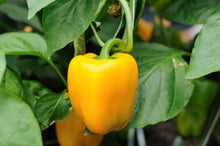 Load image into Gallery viewer, Pepper, Golden California Wonder