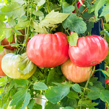Load image into Gallery viewer, Tomato, Beefsteak