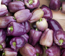 Load image into Gallery viewer, Pepper, Lilac Bell