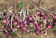 Load image into Gallery viewer, Onion, Red Burgundy