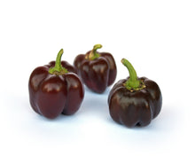 Load image into Gallery viewer, Pepper, Mini Chocolate Bell