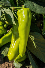 Load image into Gallery viewer, Pepper, Cubanelle