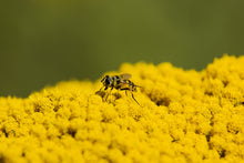 Load image into Gallery viewer, Yarrow, Golden