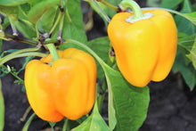 Load image into Gallery viewer, Pepper, Golden California Wonder