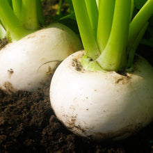 Load image into Gallery viewer, Turnip, Shogoin