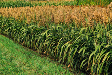 Load image into Gallery viewer, Sorghum, Honey Drip
