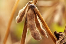 Load image into Gallery viewer, Soybean, Korean Black - Organic