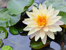 Load image into Gallery viewer, Lotus, Mixed Colors - Organic